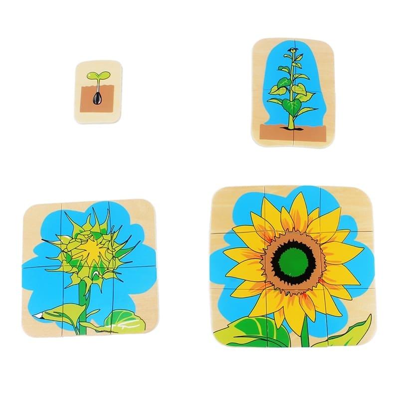 Plant's Life Cycle Puzzle - Stylus Kids